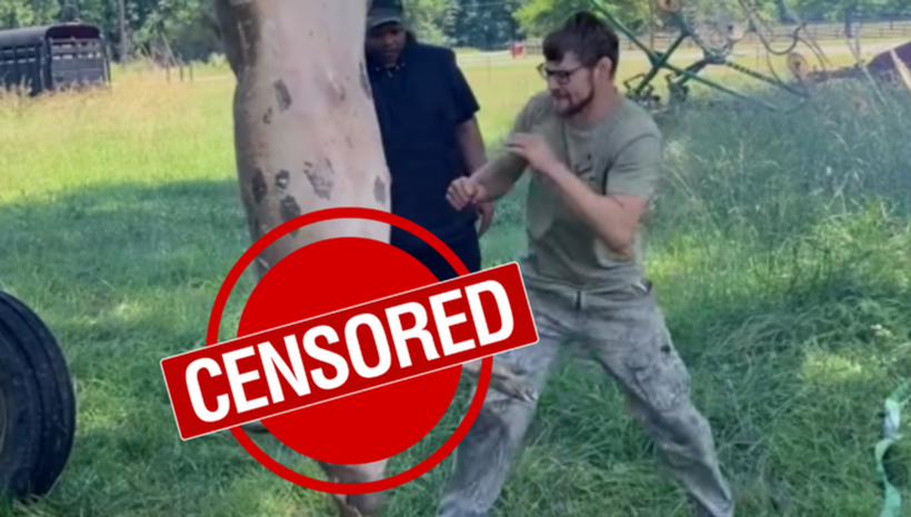 Брайс Мичъл замени боксовия чувал с умряло прасе...